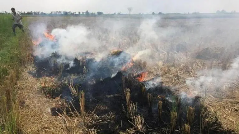 Haryana govt claims drastic reduction in stubble burning cases Haryana