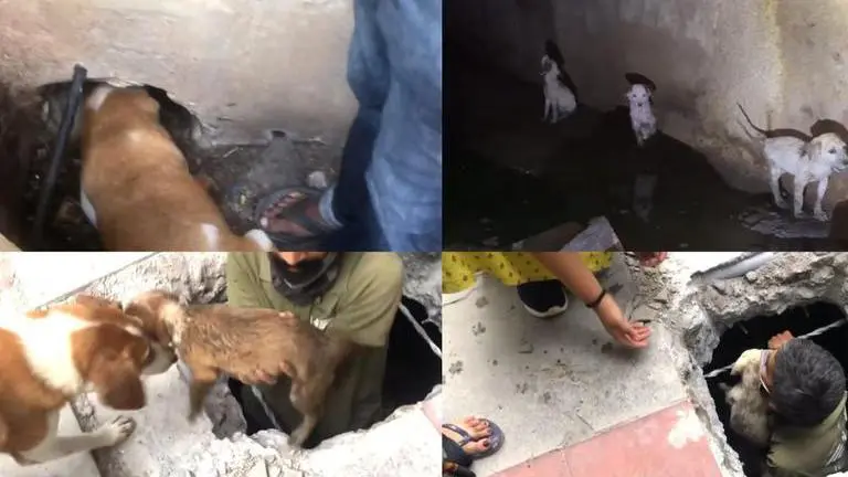 Hyderabad animal activists rescue five puppies from drain after 10 hours; watch video here Hyderabad