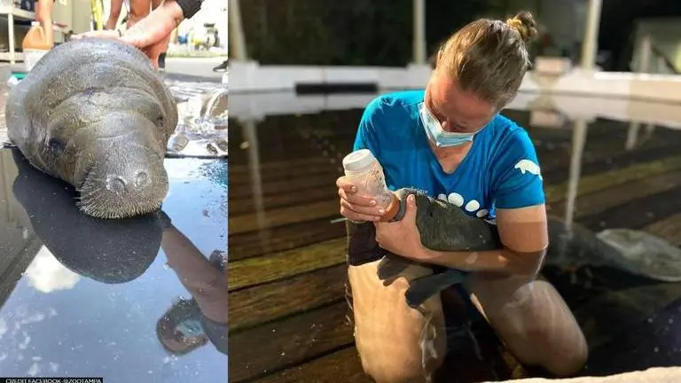 US zoo posts pics of rescue and treatment of smallest ever manatee calf, netizens applaud Zoo