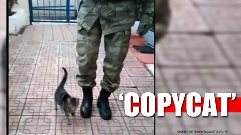 'Copycat' Kitten imitates soldier, marches along with him. Watch.