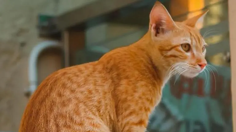 International Cat Day 2022: Quotes, wishes and messages to share today International Cat Day 2022