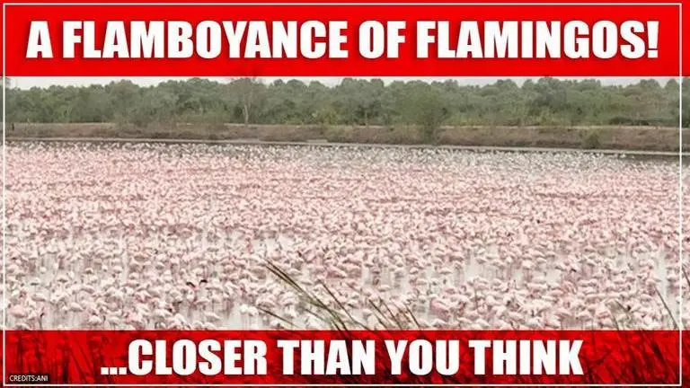 Thousands of Flamingos turn Navi Mumbai creek pink as Covid forces humans to stay indoors Flamingos