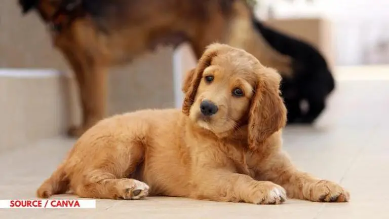 games to play with your dog