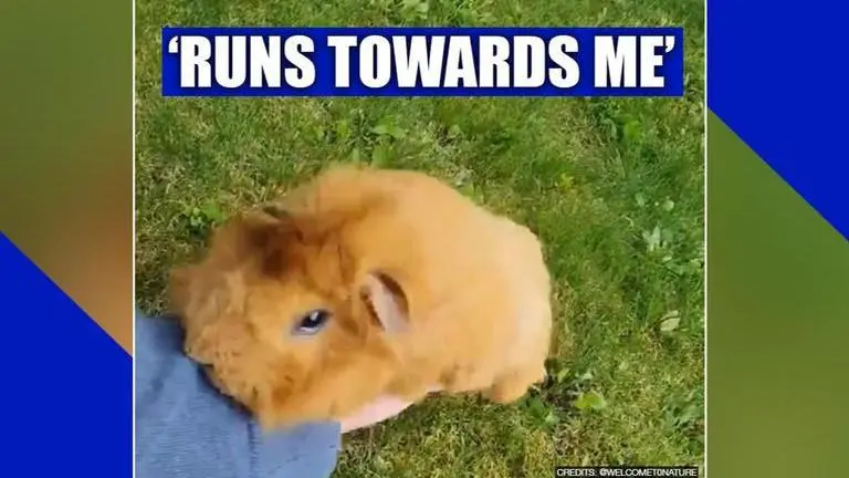 Guinea pig runs towards owner, netizens call it 'pure love'