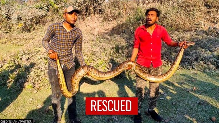 13-feet-long Burmese python rescued by forest officials in West Bengal ...