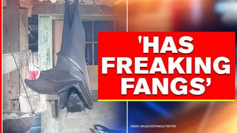 Human-sized bat scares internet, netizens ask 'Is this real?' Human sized bat