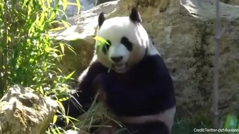 First Giant panda born in Netherlands after mother loaned by China gives birth