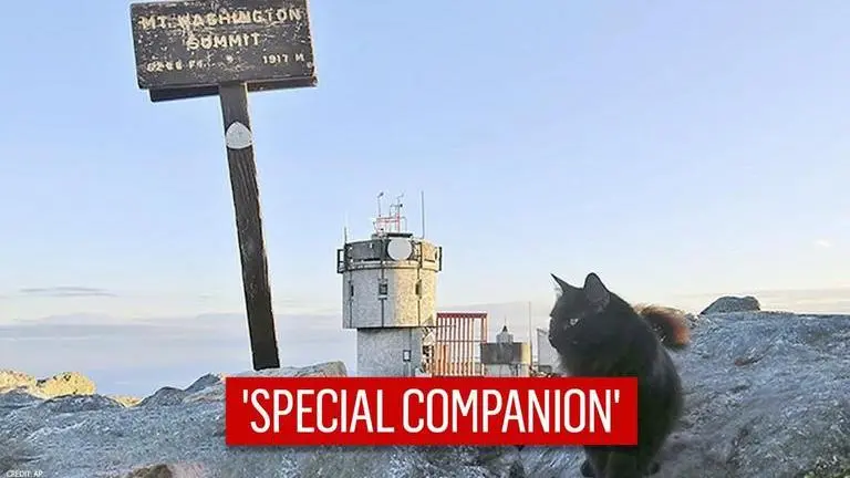 'Will be missed': Cat patrolling US mountains for 12 years dies due to unforeseen illness Cat