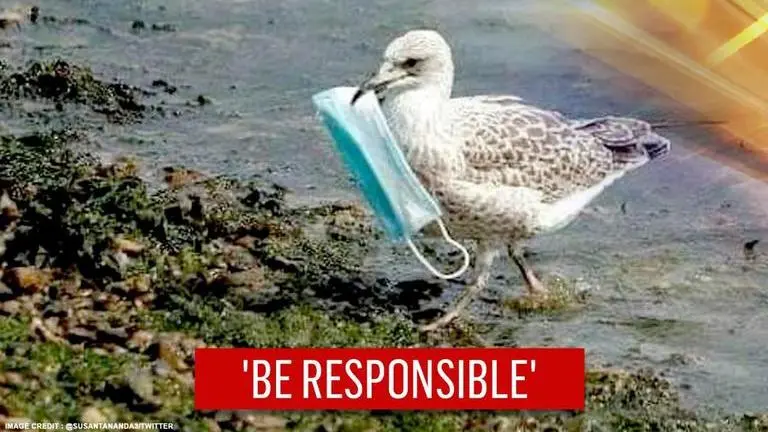 Bird carries face mask in beak, netizens say 'participating in clean India mission' bird
