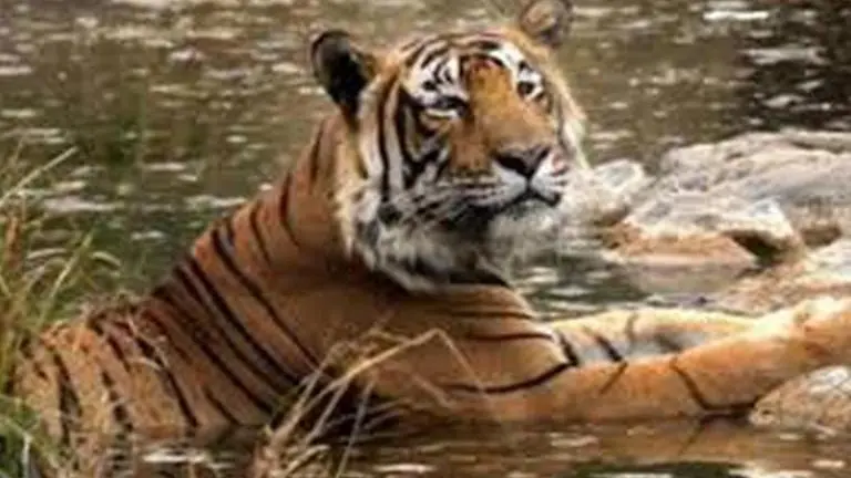 Animal safety measures in place at Punjab's Chhatbir Zoo after tiger test COVID-19 positive in US coronavirus