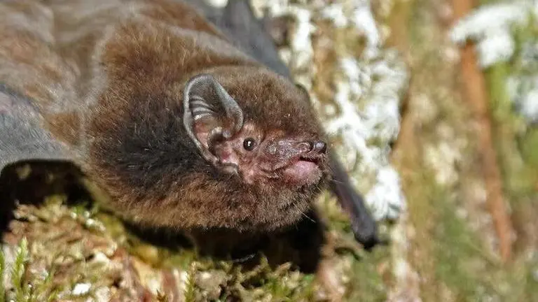 New Zealand: Long-tailed bat wins country's 'Bird of the Year' competition New Zealand
