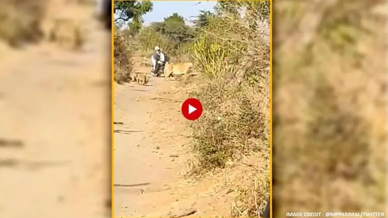 Gujarat: Lioness, cubs make way for biker to cross, video surprises netizens Lioness