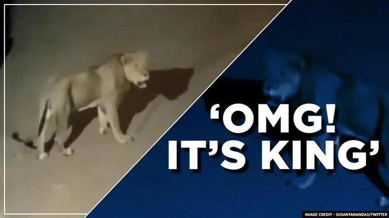 Video: Lion roams freely in Gir as humans stay home amid COVID-19 lockdown Lion strolls down the streets of Ambardi, Gir, netizens in shock