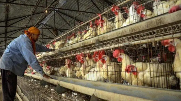 EXPLAINED | What is Bird Flu? All about Avian Influenza, symptoms & precautions Avian influenza