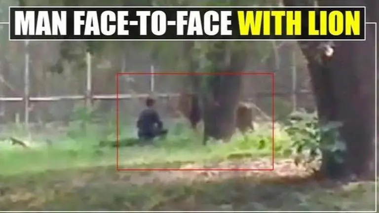 Delhi Zoo: Man gets inside lion enclosure, face-to-face with the beast Delhi