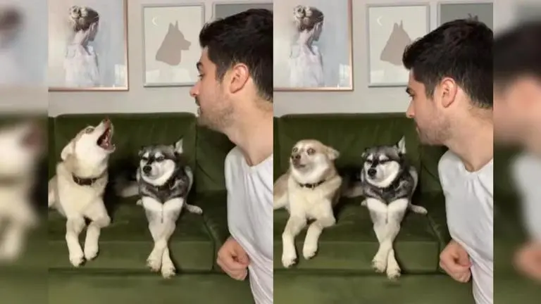 Hilarious video of two dogs reacting to man barking at them goes viral; WATCH dogs
