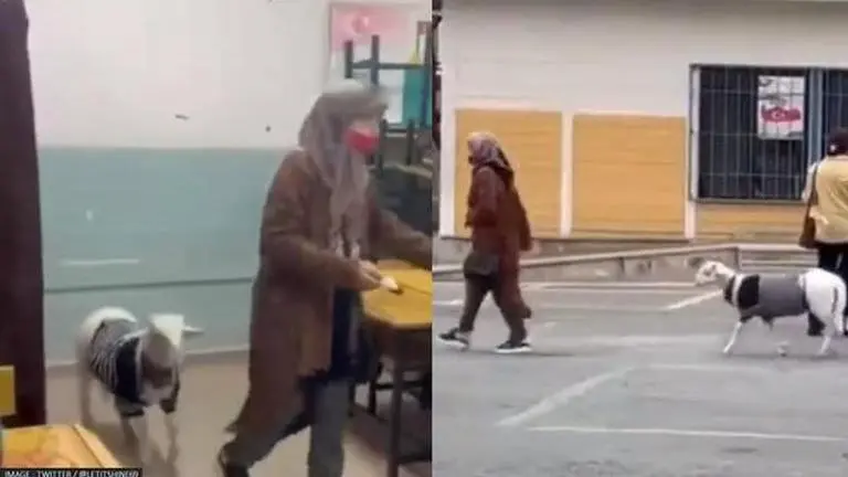 In Turkey, lamb trots into polling station as its owner casts vote | Watch Goat