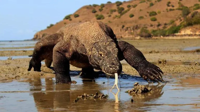 Komodo dragons could become extinct in few decades due to climate change: Study Komodo Dragons