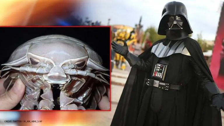 Researchers discover 14-legged giant 'Darth Vader' cockroach 'Bathynomus Raksasa' Researchers