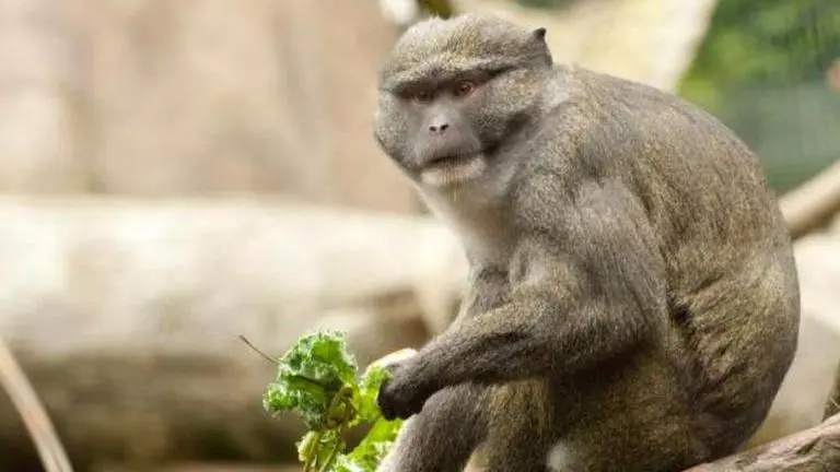 In Tibet, scientists discover 5 new animal species, including white-cheeked macaque Tibet