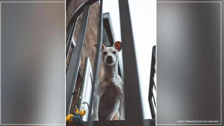 Kerala man who made pet dog ride pillion on bike fined by MVD Kerala