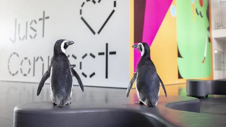 Two penguins from Chicago visit art gallery, adorable video leaves netizens thrilled Art Gallery visited by penguin pair from Shedd Aquarium