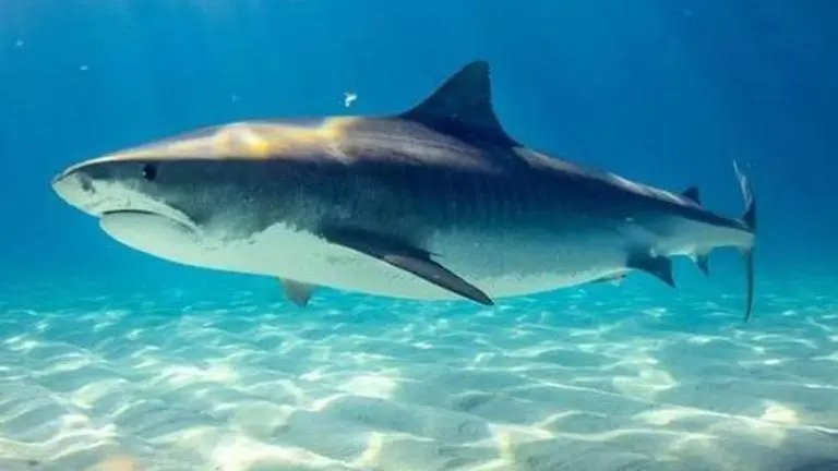 Half-sliced shark spotted on beach sparks debate; netizens say 'new mystery on Oak Island' Shark