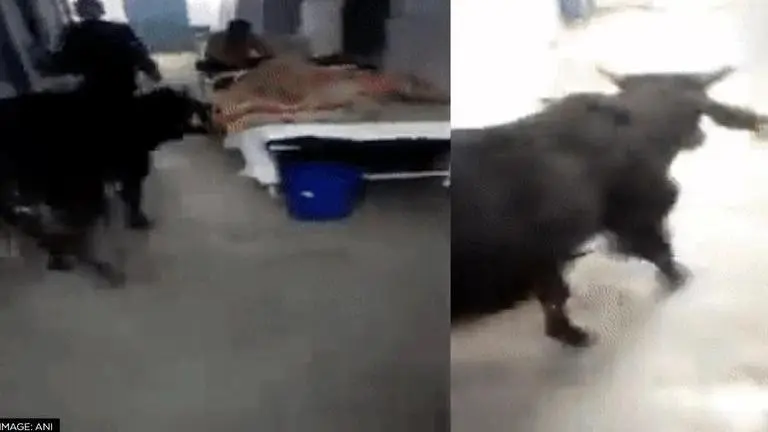 Cow strolls in ICU ward of Madhya Pradesh hospital; action initiated after viral video Cow roams in hospital