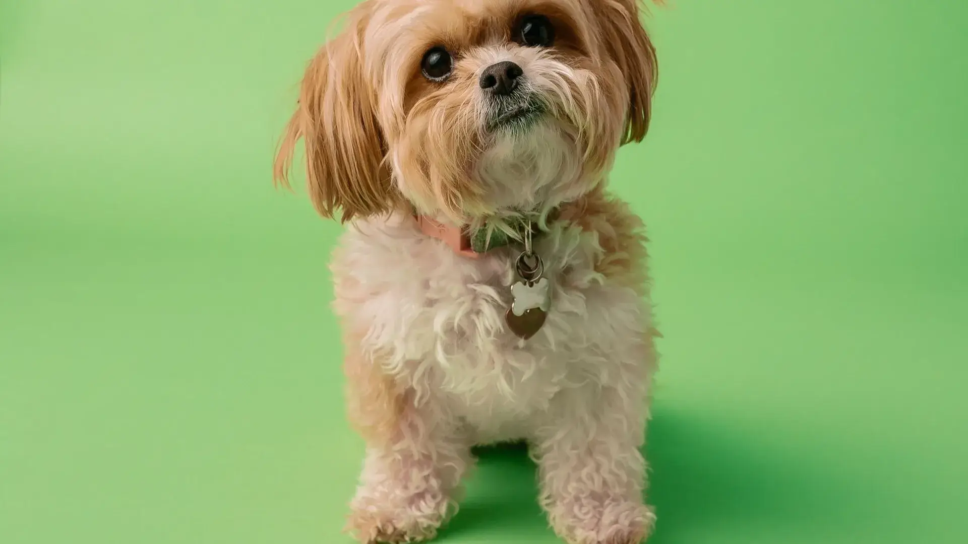 Description of the pic