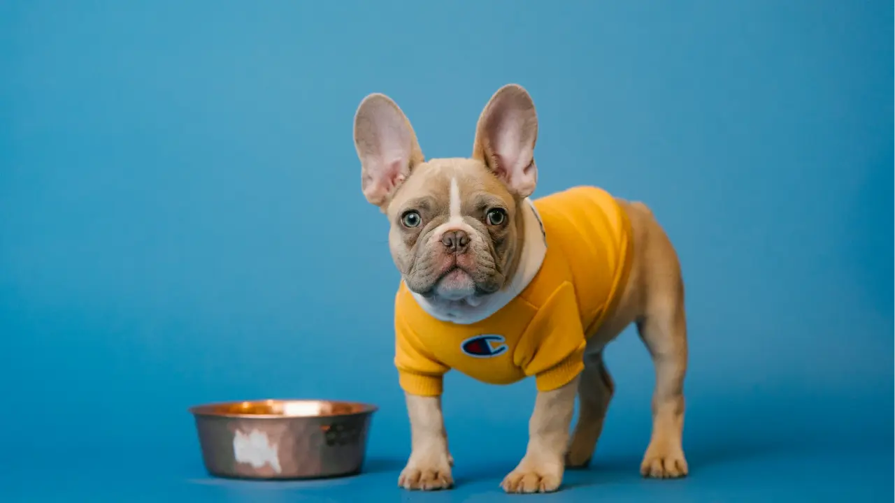 Take Care Of Your Sick Dog By Feeding Them These Nourishing Foods Nourishing Foods To Care For Your Sick Dog