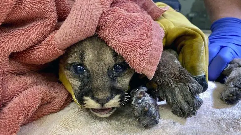 California zoo aids mountain lion cub hurt in wildfire California zoo aids mountain lion cub hurt in wildfire
