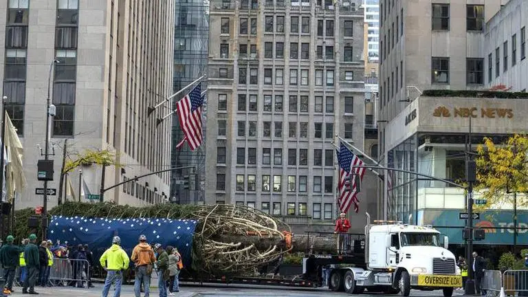 New York: 79-foot-tall tree installed at Rockefeller Centre ahead of Christmas | See Pics Rockefeller tree