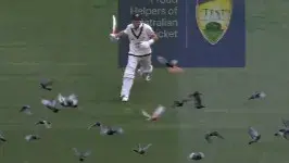 AUS vs PAK: Pigeon menace takes over MCG; Labuschagne-Hasan Ali try their best to remove them-WATCH Steve Smith trying to fly away pigeons from the ground