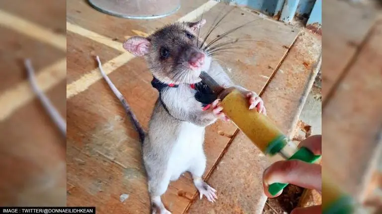 Research scientist's post on training rats for rescue operations viral; netizens amazed Scotland