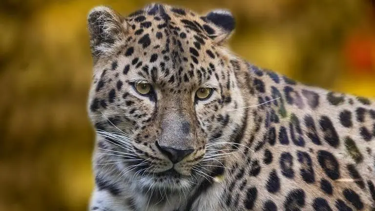 Leopard spotted roaming on sets in Mumbai's Film City Leopard