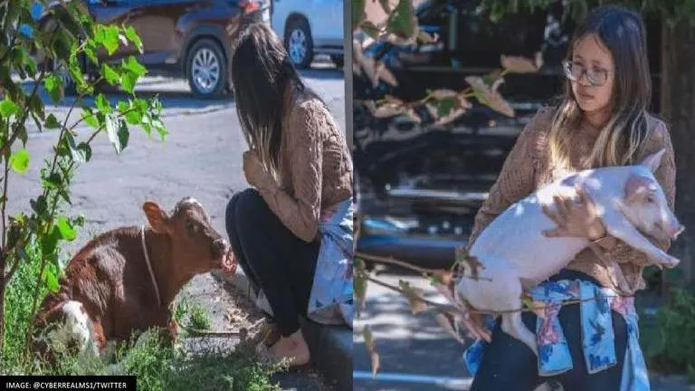 US national held in Russia for walking a calf, says 'wanted to show it the country' Cow