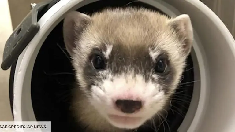 Scientists successfully clone first US endangered animal; named it Elizabeth Ann scientists