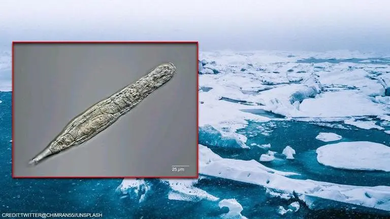 Arctic microscopic multicellular animal survives 24,000 yrs in Siberian permafrost: Study Arctic