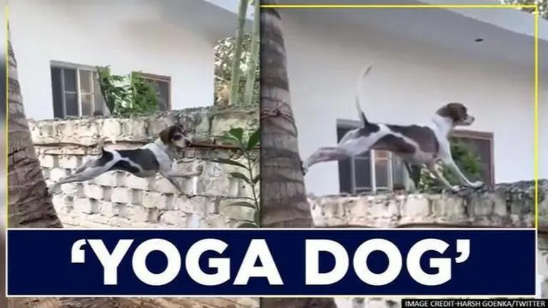 Harsh Goenka shares video of dog trying to peep into neighbour's home, crack up netizens Harsh Goenka