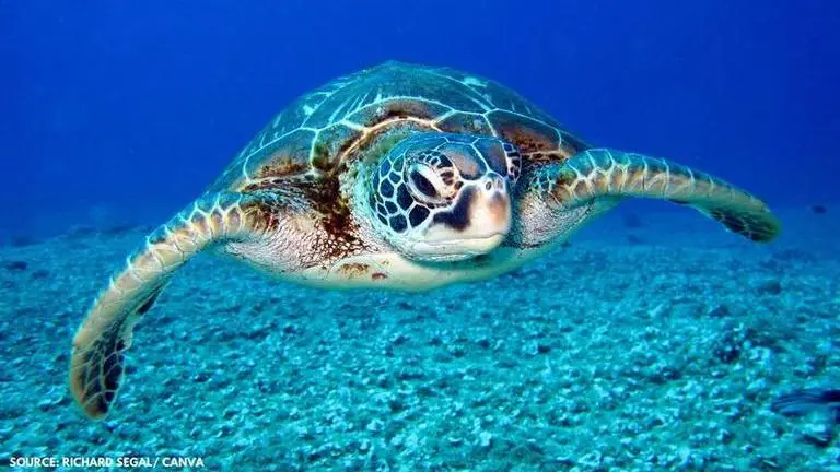 world turtle day quotes