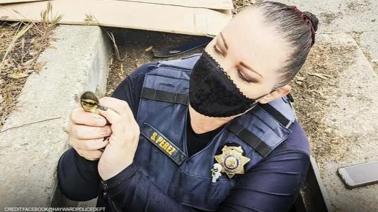 US: California-based Officer uses mobile to rescue 11 baby ducks from storm drain (Image Credits: HaywardPoliceDept/Facebook)