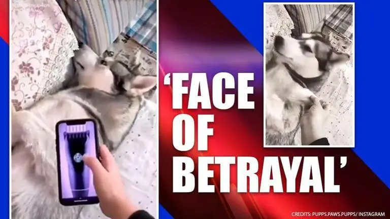 Dog’s hilarious reaction to haircut prank leaves netizens chuckling; Watch video dog