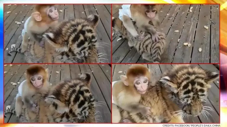 Video shows baby monkey riding on tiger cub's back, netizens celebrate their bond