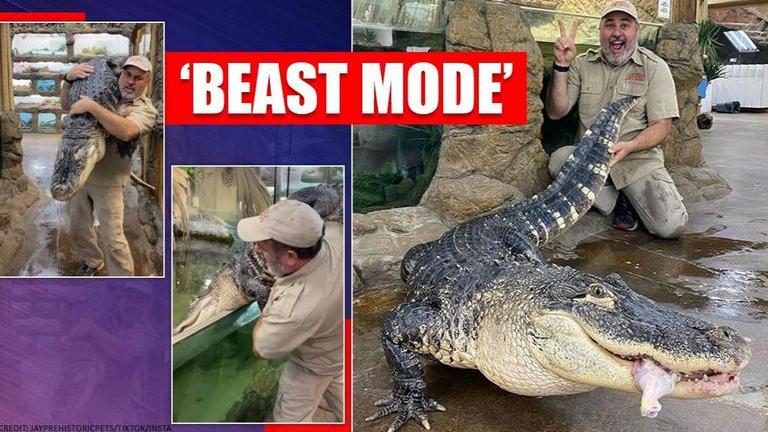 Video: Man carries giant alligator on shoulder, netizens stunned ...