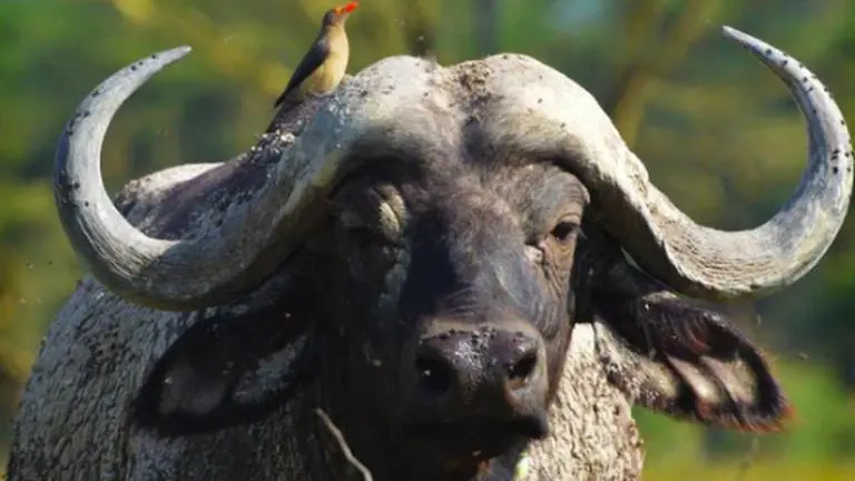 After months on lam, slaughterhouse escapee beefalo caught