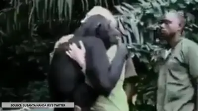 Chimpanzee expressing gratitude with a hug in viral video is all sorts of sweet; watch Chimpanzee