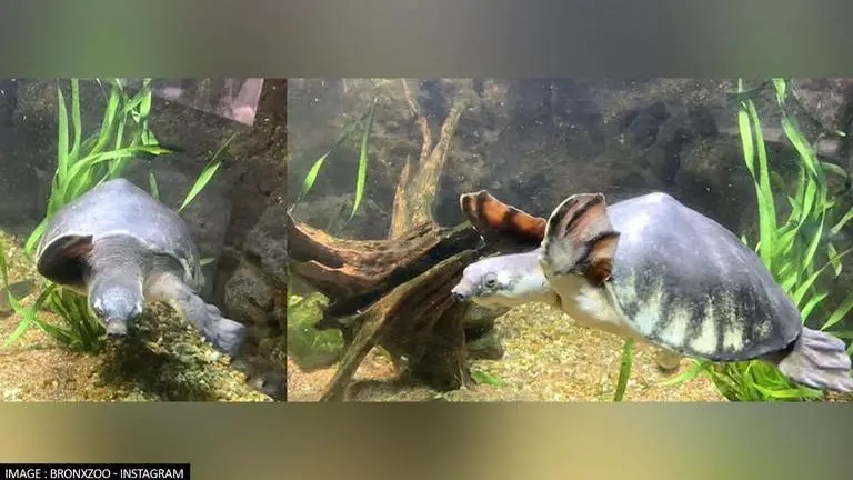 Viral video of Turtle