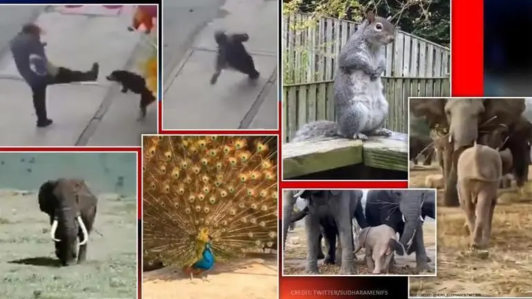 Good News: From elephantine's gait to peacock unfolding its feathers, read 5 best stories Good News: From elephantine gait to karma instantly hitting man