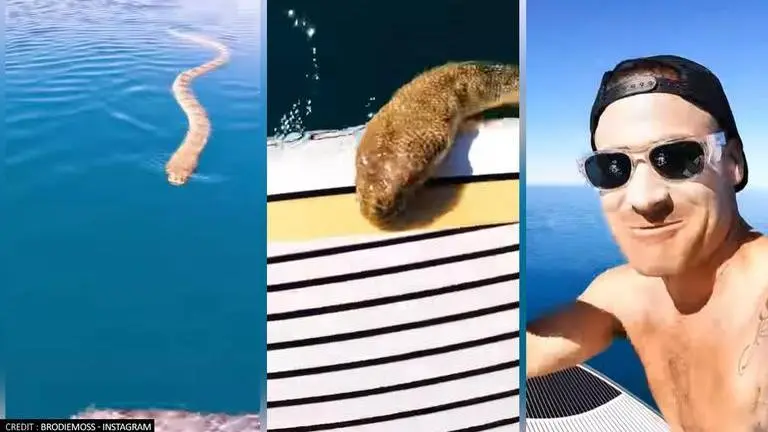YouTuber's close encounter with sea snake in deep blue ocean; watch viral video here sea snake