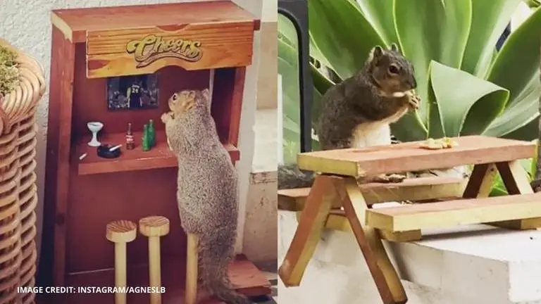 Video: Woman builds a mini bar for squirrel in her backyard, netizens amazed Woman